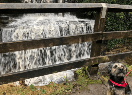 A weekend with the dog in the heart of the Ribble Valley